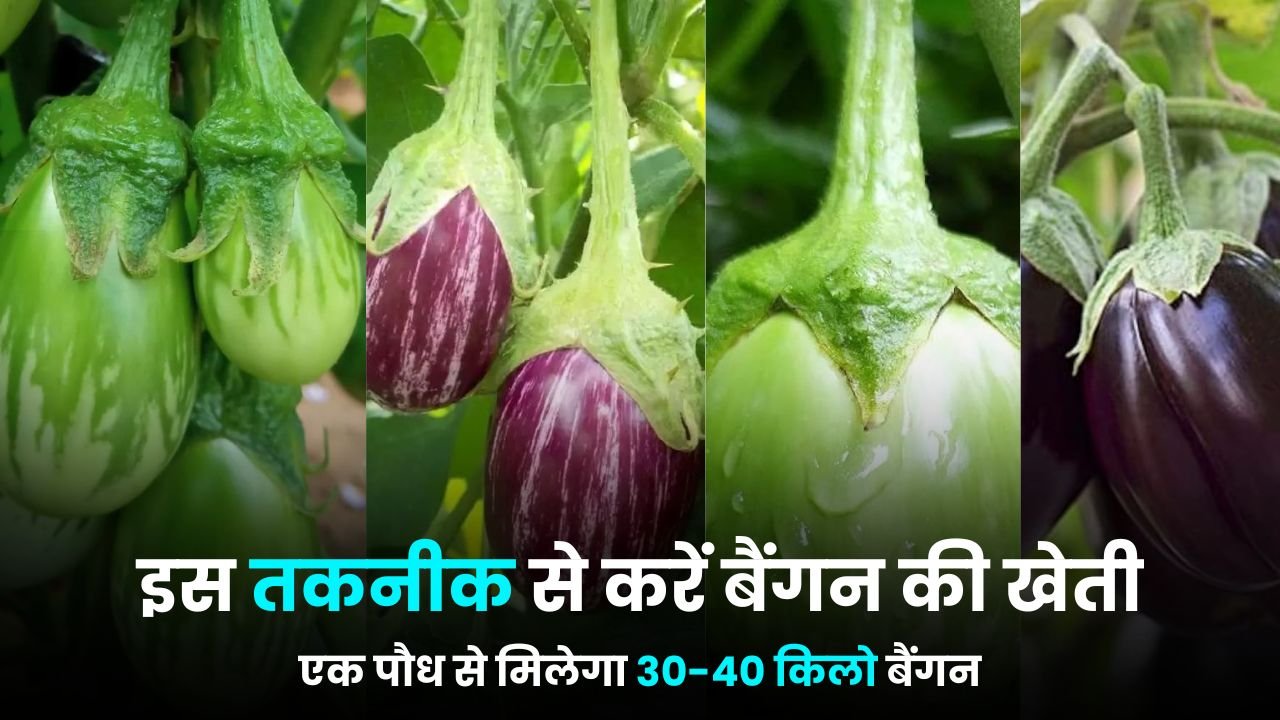 इस तकनीक से करें बैंगन की खेती एक पौध से मिलेगा 30-40 किलो बैंगन | baigan ki kheti kaise karen