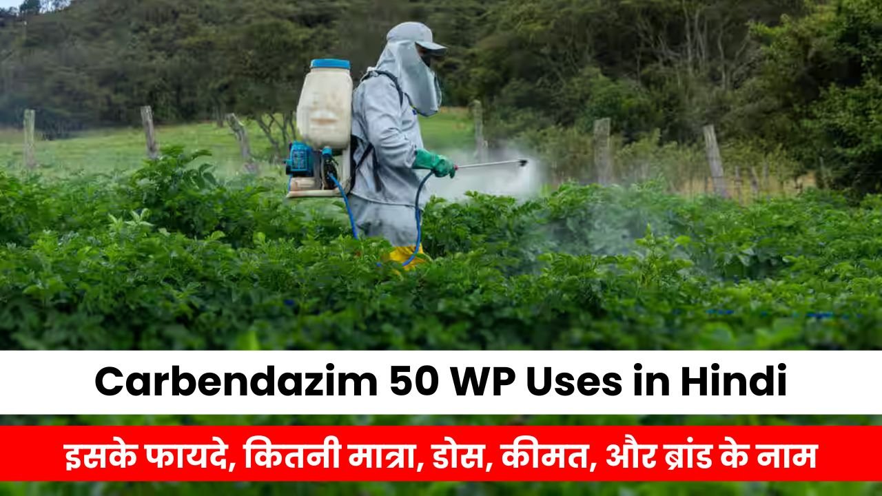 Carbendazim 50 WP Uses in Hindi - इसके फायदे, कितनी मात्रा, डोस, कीमत, और ब्रांड के नाम