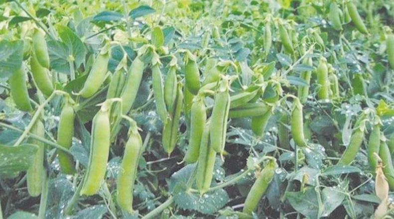 peas cultivation1