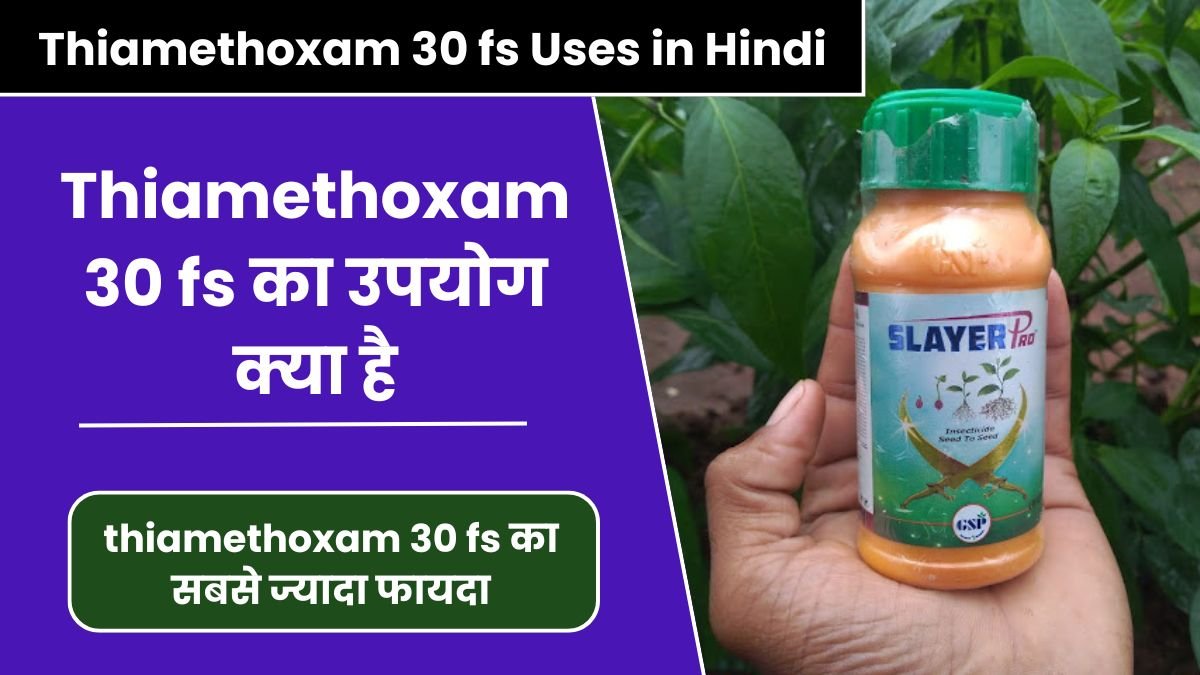 Thiamethoxam 30 fs Uses in Hindi | Thiamethoxam 30 fs का उपयोग क्या है?