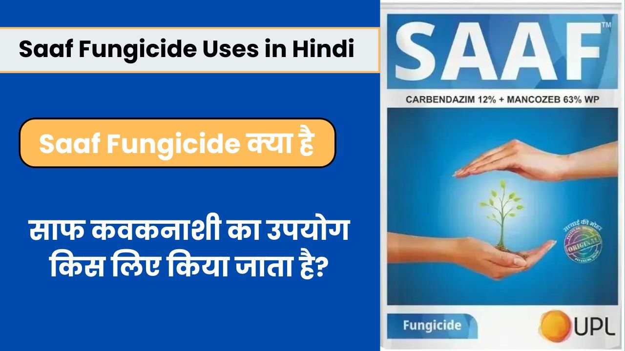 Saaf Fungicide Uses in Hindi | साफ कवकनाशी का उपयोग किस लिए किया जाता है?