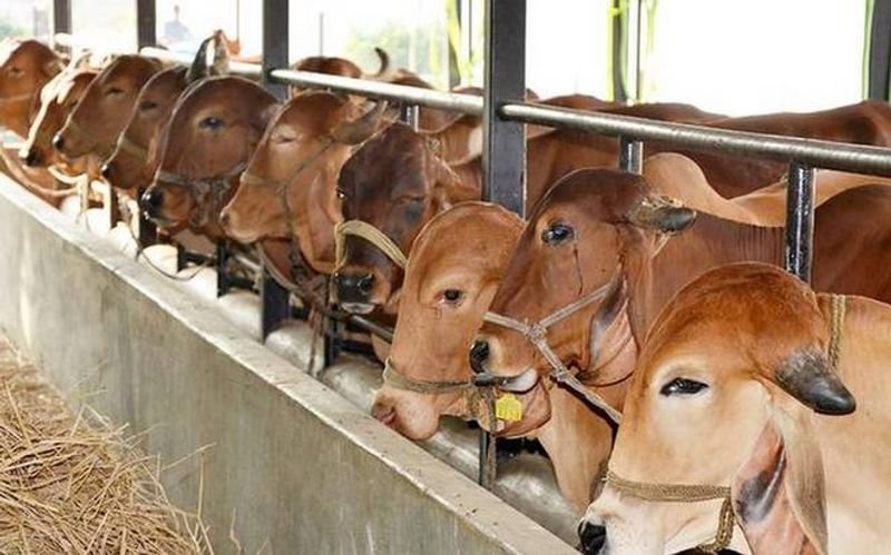 पशु किसान क्रेडिट कार्ड 2025: अब बिना जमीन गिरवी रखे मिलेगा 1.60 लाख का लोन, जानिए ऑनलाइन आवेदन का आसान तरीका 2 पशु किसान क्रेडिट कार्ड 2025: अब बिना जमीन गिरवी रखे मिलेगा 1.60 लाख का लोन, जानिए ऑनलाइन आवेदन का आसान तरीका