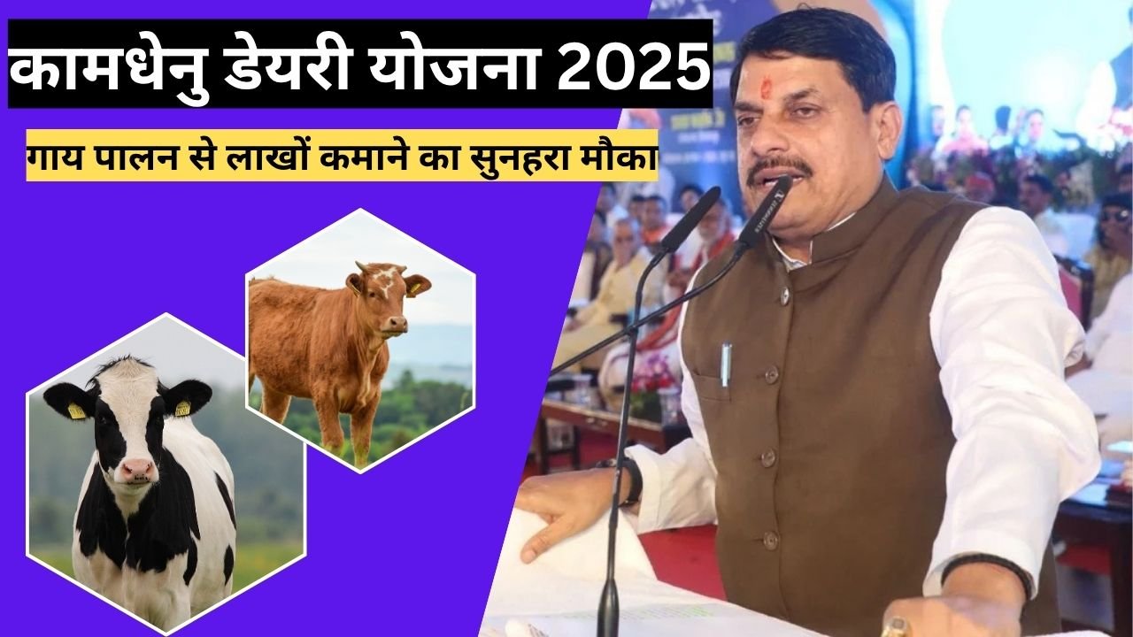कामधेनु डेयरी योजना 2025: गाय पालन से लाखों कमाने का सुनहरा मौका, जानिए लोन और सब्सिडी की पूरी जानकारी