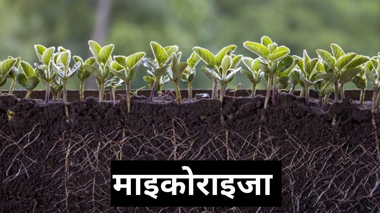 खेतों में हरियाली, जड़ों में ताकत, और पैदावार में क्रांति लाने वाला जैविक रहस्य, माइकोराइजा से बदल रही है भारतीय किसानों की किस्मत