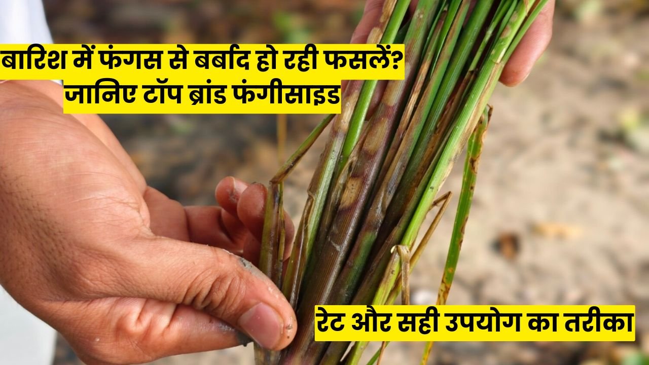 बारिश में फंगस से बर्बाद हो रही फसलें? जानिए टॉप ब्रांड फंगीसाइड के रेट और सही उपयोग का तरीका
